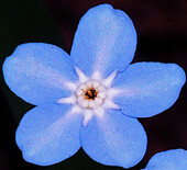 Myosotis